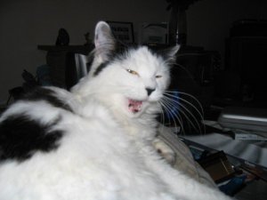 Fluffy My lovely cat Fluffy